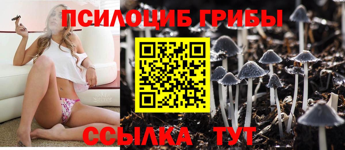 Псилоцибиновые грибы Psilocybine cubensis Новокуйбышевск